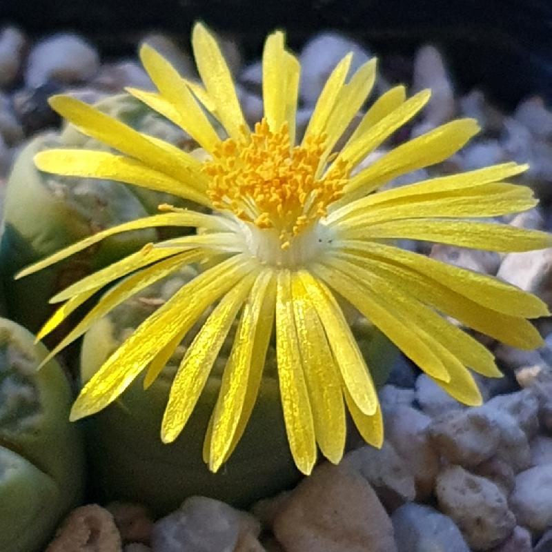 2_C362_Lithops_bromfieldii_v._insularis_Sulphurea.jpg